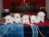 KAR BEYAZ MALTESE TERRİER CİNSLERİ