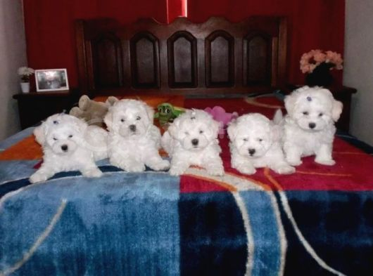 KAR BEYAZ MALTESE TERRİER CİNSLERİ
