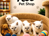 Mükemmel Güzellikte British Shorthair Yavrularımız