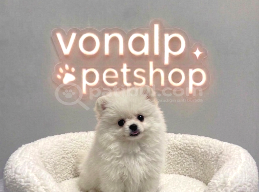 Vonalp Pet Garantisiyle Efsane Güzelli̇kte Pomerani̇an Boo görsel