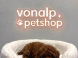 Vonalp Pet Garantisiyle Efsane Güzelli̇kte Toy Poodle