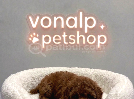 Vonalp Pet Garantisiyle Efsane Güzelli̇kte Toy Poodle görsel