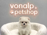 VONALP PET GARANTISIYLE EFSANE GÜZELLİKTE POMERANİAN BOO