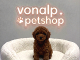 VONALP PET GARANTISIYLE EFSANE GÜZELLİKTE TOY POODLE