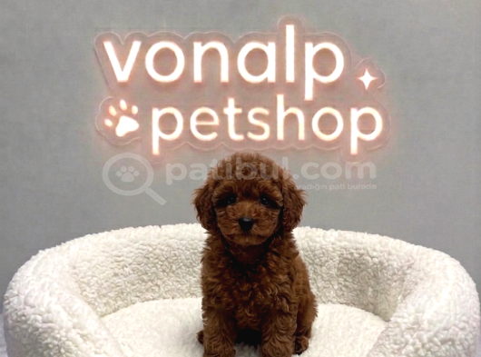 VONALP PET GARANTISIYLE EFSANE GÜZELLİKTE TOY POODLE