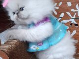 İran Exotic Long Hair Bebekler