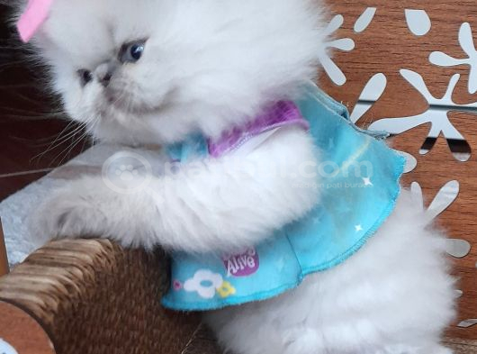 İran Exotic Long Hair Bebekler görsel