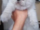 İran Exotic Long Hair Bebekler