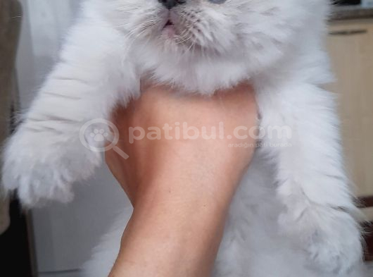 İran Exotic Long Hair Bebekler görsel