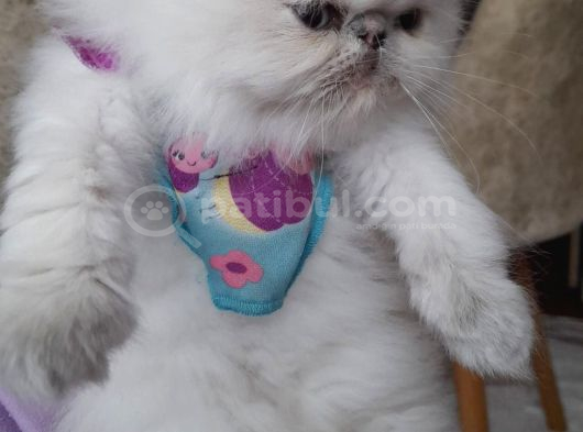 İran Exotic Long Hair Bebekler görsel