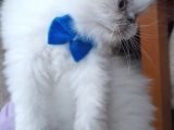 İran Exotic Long Hair Bebekler
