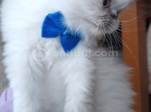 İran Exotic Long Hair Bebekler görsel