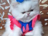 İran exotic long hair bebekler