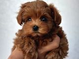 Eğitimli Teacup Maltipoo Yavrular
