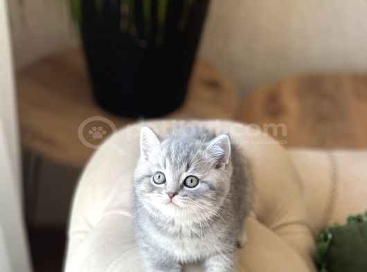 A Kali̇te Mükemmel Renk Bri̇ti̇sh Shorthai̇r görsel