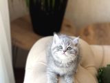 A Kali̇te Mükemmel Renk Bri̇ti̇sh Shorthai̇r