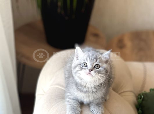 A Kali̇te Mükemmel Renk Bri̇ti̇sh Shorthai̇r görsel