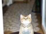 Nadi̇r Renk Bri̇ti̇sh Shorthai̇r Golden Black Yavrum