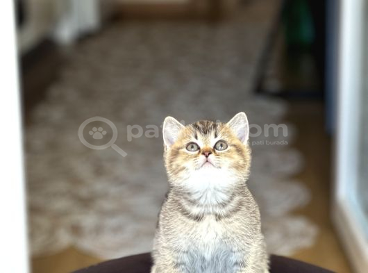 Nadi̇r Renk Bri̇ti̇sh Shorthai̇r Golden Black Yavrum görsel