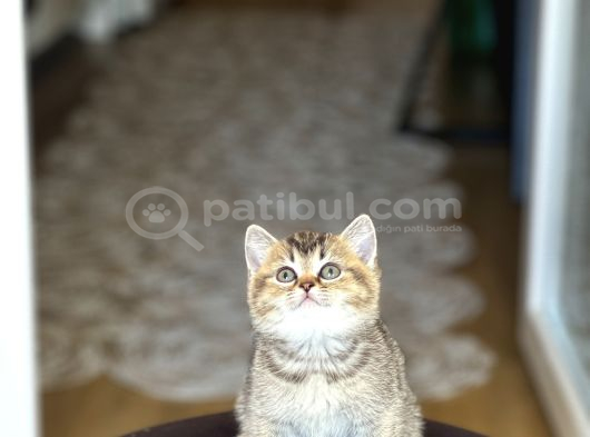 Nadi̇r Renk Bri̇ti̇sh Shorthai̇r Golden Black Yavrum görsel