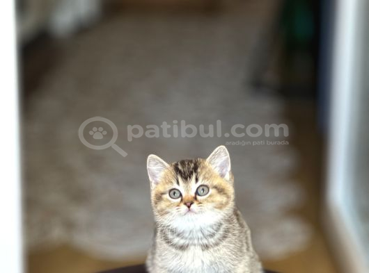 Nadi̇r Renk Bri̇ti̇sh Shorthai̇r Golden Black Yavrum görsel