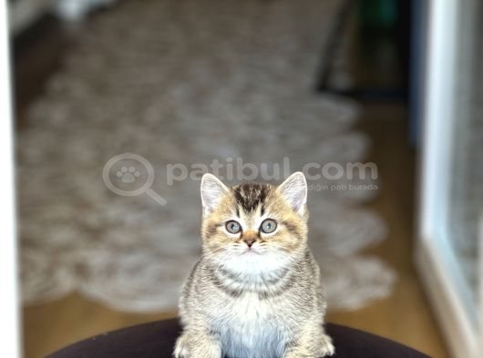 NADİR RENK BRİTİSH SHORTHAİR GOLDEN BLACK YAVRUM