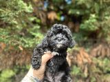 Uygunnnn Black Poodle Bebeği̇mi̇z Yeni̇ Yuvasini Aramakta