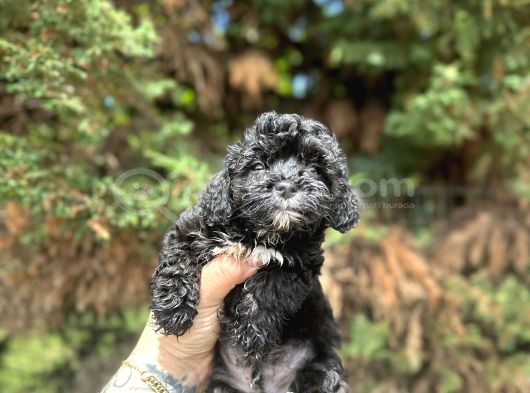 Uygunnnn Black Poodle Bebeği̇mi̇z Yeni̇ Yuvasini Aramakta görsel