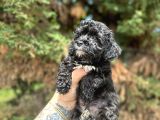 Uygunnnn Black Poodle Bebeği̇mi̇z Yeni̇ Yuvasini Aramakta