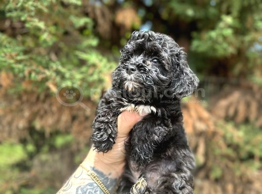 Uygunnnn Black Poodle Bebeği̇mi̇z Yeni̇ Yuvasini Aramakta görsel