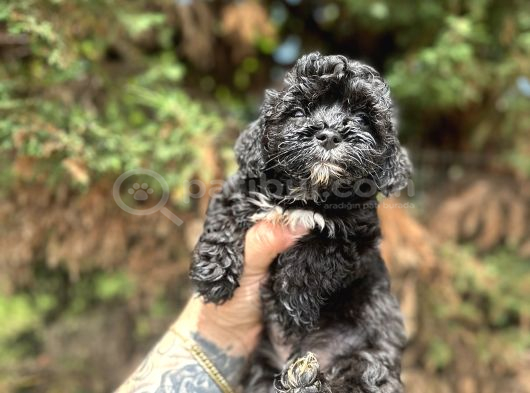 Uygunnnn Black Poodle Bebeği̇mi̇z Yeni̇ Yuvasini Aramakta