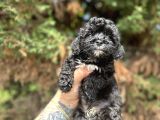 UYGUNNNN BLACK POODLE