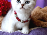 Golden Yavrusu Hari̇ka Bebek