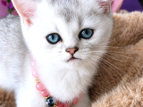 Golden Yavrusu Hari̇ka Bebek