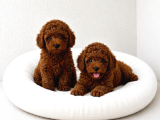 Toy Poodle Yavrular Wc Eği̇ti̇mli̇