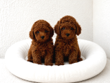 TOY POODLE YAVRULAR WC EĞİTİMLİ