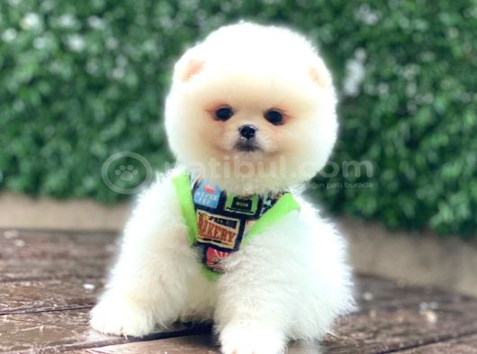 Karbeyazı Pomeranian Boo