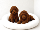 Toy Poodle Yavrular Wc Eği̇ti̇mli̇