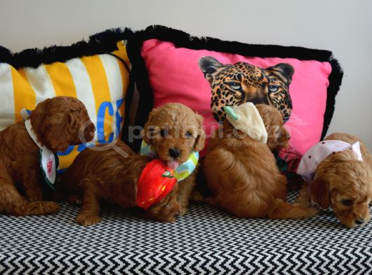 Ev Doğumu Malti̇poo Bebi̇şleri̇m Yeni Yuvasini Ariyor görsel