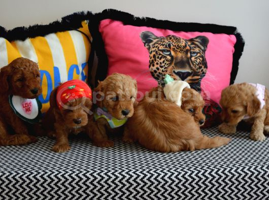 Ev Doğumu Malti̇poo Bebi̇şleri̇m Yeni Yuvasini Ariyor