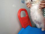 Maltipoo 2 Aylık