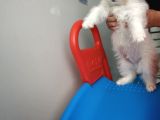 Maltipoo 2 Aylık