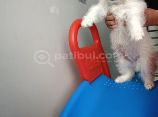 Maltipoo 2 Aylık görsel