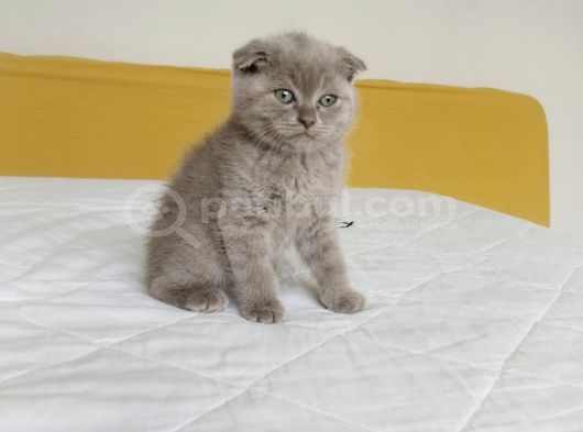 Scottish Fold Golden Ve Bluepoint Yavrular görsel
