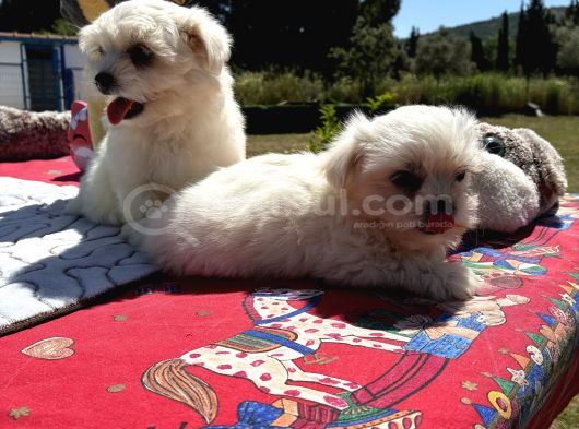 MALTESE TERRİER