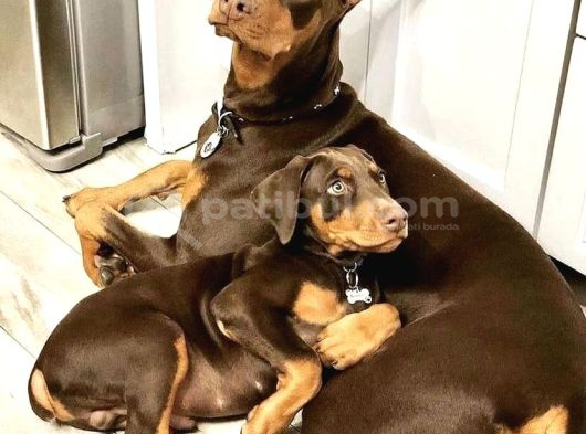 Estetikli-Estetiksiz Kızıl Dobermanlar Safkan Aşılı Garantil görsel