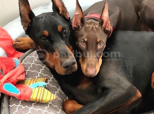 Estetikli-Estetiksiz Kızıl Dobermanlar Safkan Aşılı Garantil görsel
