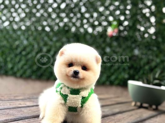 Karbeyazı Pomeranian Boo görsel