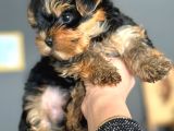 Teacup Yormshi̇re Di̇şi̇ Erkek Hepsi̇ Sinif 81 İl Gönderi̇m Var
