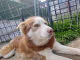 ücretsiz Husky - Sibirya Kurdu KONYA